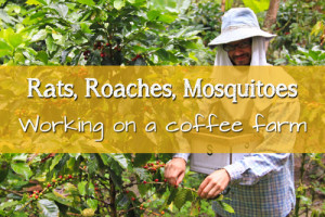 RATS, ROACHES, HUNGER, SICKNESS – Our lovely time working on a coffee farm in Peru